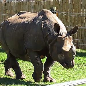 Carson Springs Wildlife Conservation Foundation - YouTube