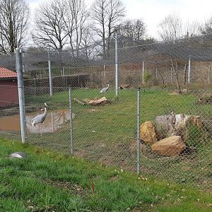 Sarus crane aviary - Zoo Saarbrücken