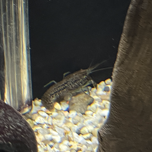 Crayfish ID