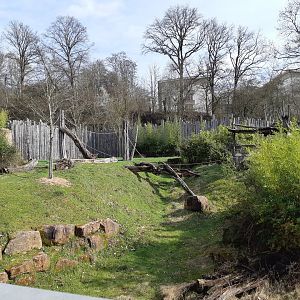 Gorilla exhibit - Zoo Saarbrücken