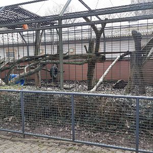 Mandrill outdoor exhibit - Zoo Saarbrücken