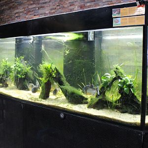 Red-bellied piranha tank