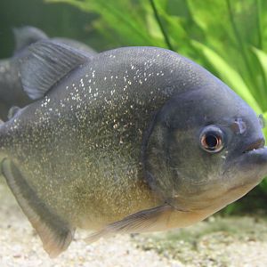 Red-bellied piranha