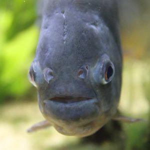 Red-bellied piranha