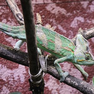 Veiled chameleon
