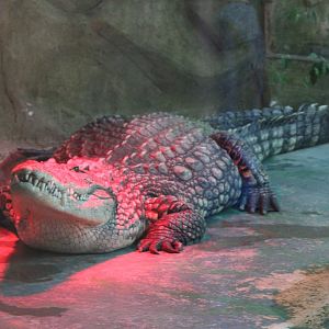 Nile crocodile
