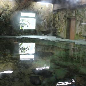 Enclosure Nile crocodile