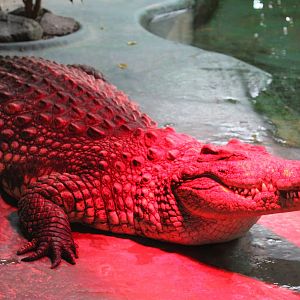 Nile crocodile