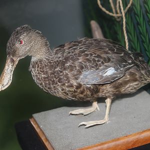 Taxidermy Australasian Shoveler, Pātaka Museum of Arts & Cultures