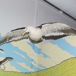 Taxidermy Kelp Gull, Pātaka Museum of Arts & Cultures