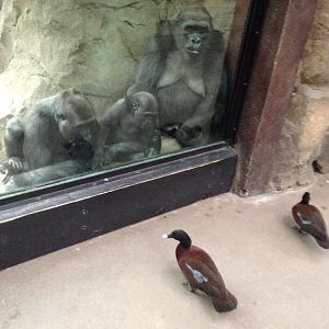 Gorillas Watching Ducks (April 2017)