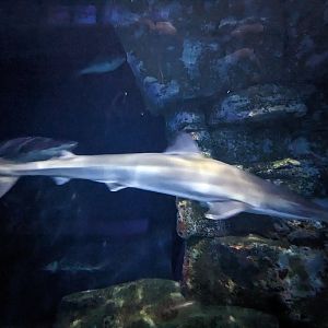 Sharks of Alcatraz - School/Soupfin shark