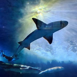 Sharks of Alcatraz - Seven-gill and Leopard shark