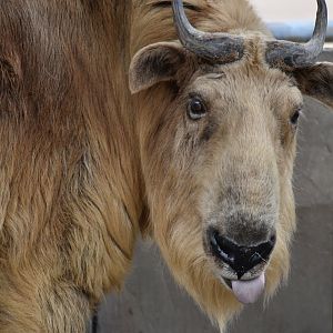golden takin (Budorcas taxicolor bedfordi)