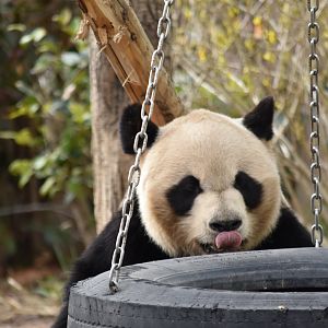 giant panda (Ailuropoda melanoleuca)