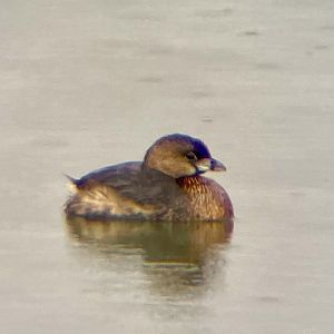 Pied-billed Grebe