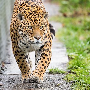 Jaguar - Chincha / Dartmoor / 11-3-23