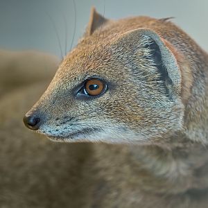 Yellow Mongoose / Newquay Zoo / 16-3-23