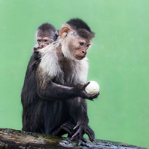 White Throated Capuchin / Newquay Zoo / 16-3-23