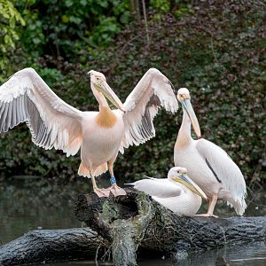 Great Eastern White Pelican / Newquay Zoo / 16-3-23
