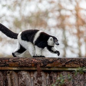 White-belted Black & White Ruffed Lemur / Newquay Zoo / 16-3-23
