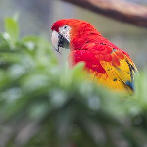 Scarlet Macaw / Newquay Zoo / 16-3-23