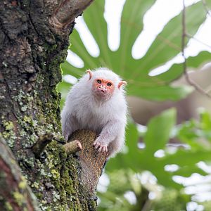 Silvery Marmoset / Newquay Zoo / 16-3-23