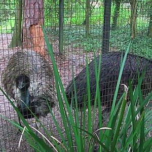 Santa Fe College Teaching Zoo 2011 - YouTube