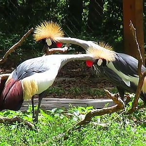 Santa Fe College Teaching Zoo 2017 - YouTube