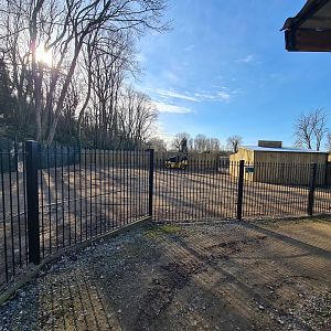 Future Soay Sheep Paddock