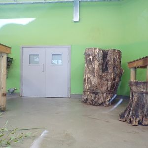 Giant panda indoors (2)