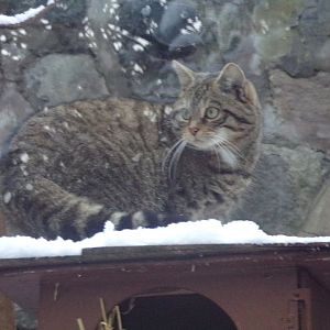 Scottish wildcat