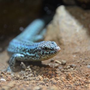 Formentara wall lizard (Podarcis pityusensis formenterae)