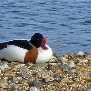Shelduck