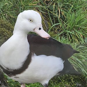 Radjah Shelduck