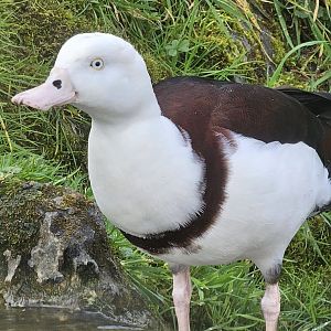 Radjah Shelduck
