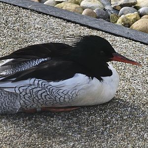 scaly sided merganser