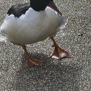 scaly sided merganser