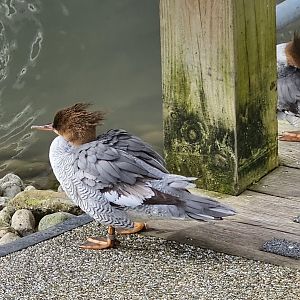 scaly sided merganser