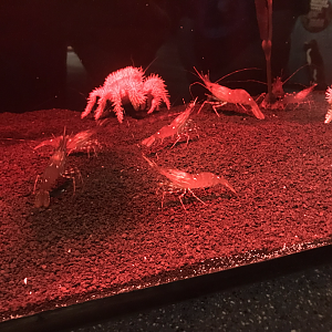 Crab ID