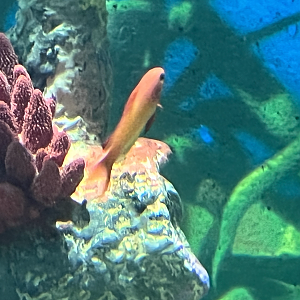 Anthias ID