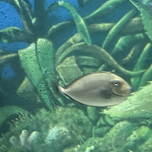 Unicornfish ID