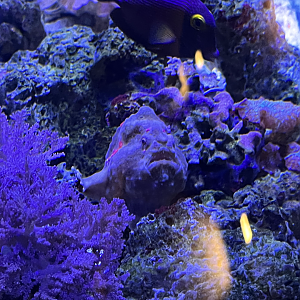 Frogfish/Tang ID