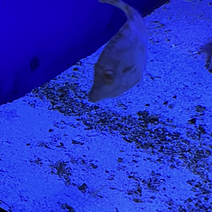Filefish ID