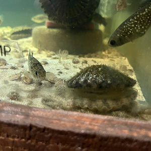 Scallop/Killifish ID