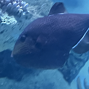 Triggerfish ID