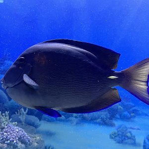 Surgeonfish ID