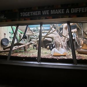(Soon to be Former) Indoor Gorillas Exhibit