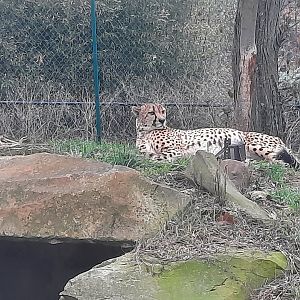 Cheetah