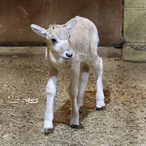 Addax calve